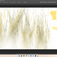 Bộ Bursh Tạo Cỏ Bông Lau Siêu Đẹp Sắc Nét Trong Phoshop